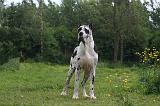DOGUE ALLEMAND 786
